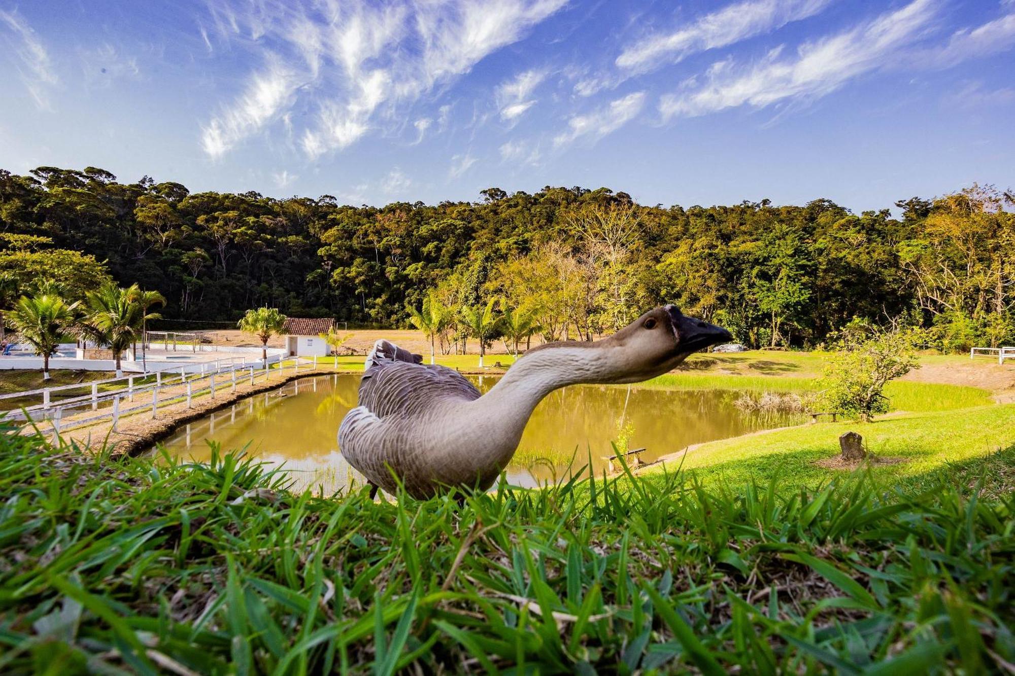 Recanto Das Aguas - Chales No Meio Da Mata Atlantica Eldorado Exteriér fotografie